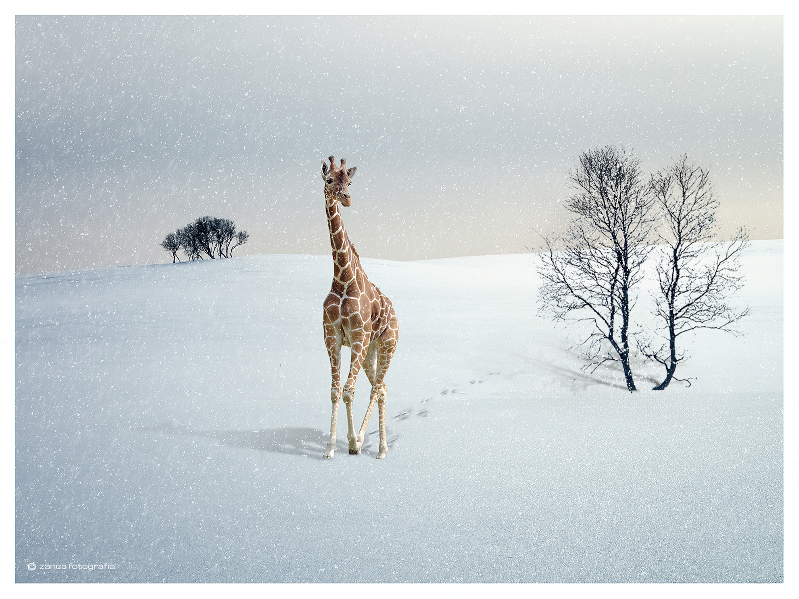 Giraffe in sneeuw 01